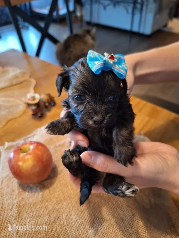 Maltipoo Toy "Chipped"