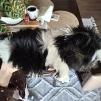 Malshi (microchipped), a male Maltese and Shih Tzu for sale in Denver, CO – Photo 3 of 8