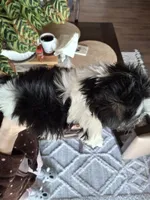 Malshi (microchipped), a male Maltese and Shih Tzu for sale in Denver, CO – Photo 3 of 8