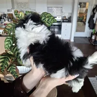 Malshi (microchipped), a male Maltese and Shih Tzu for sale in Denver, CO – Photo 4 of 8