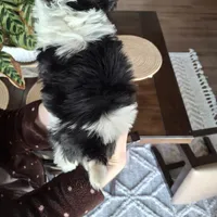 Malshi (microchipped), a male Maltese and Shih Tzu for sale in Denver, CO – Photo 5 of 8