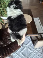 Malshi (microchipped), a male Maltese and Shih Tzu for sale in Denver, CO – Photo 5 of 8