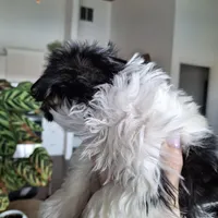 Malshi (microchipped), a male Maltese and Shih Tzu for sale in Denver, CO – Photo 6 of 8