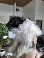 Malshi (microchipped), a male Maltese and Shih Tzu for sale in Denver, CO – Photo 6 of 8