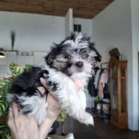 Malshi (microchipped), a male Maltese and Shih Tzu for sale in Denver, CO – Photo 8 of 8