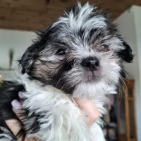 Malshi (microchipped), a male Maltese and Shih Tzu for sale in Denver, CO – Photo 7 of 8