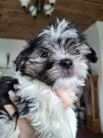 Malshi (microchipped), a male Maltese and Shih Tzu for sale in Denver, CO – Photo 7 of 8