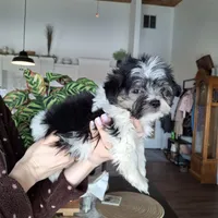 Malshi (microchipped), a male Maltese and Shih Tzu for sale in Denver, CO – Photo 2 of 8