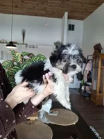 Malshi (microchipped), a male Maltese and Shih Tzu for sale in Denver, CO – Photo 2 of 8