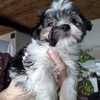 Malshi (microchipped), a male Maltese and Shih Tzu for sale in Denver, CO – Photo 1 of 8