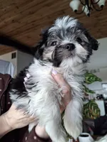 Malshi (microchipped), a male Maltese and Shih Tzu for sale in Denver, CO – Photo 1 of 8