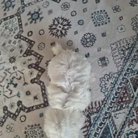 Toy B (Microchipped), a male Maltese for sale in Denver, CO – Photo 5 of 8