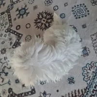 Toy B (Microchipped), a male Maltese for sale in Denver, CO – Photo 7 of 8