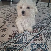 Toy B (Microchipped), a male Maltese for sale in Denver, CO – Photo 2 of 8