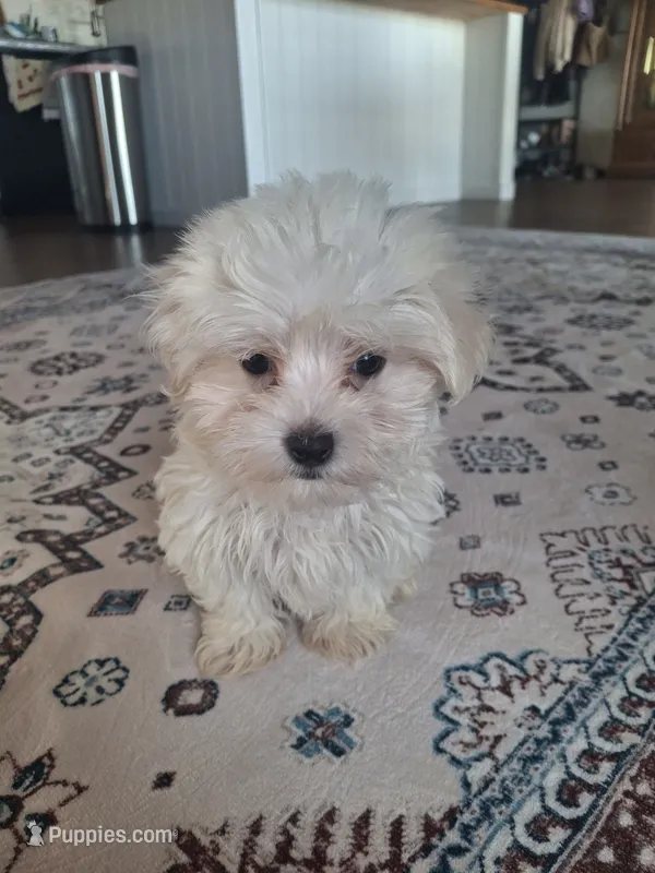 Toy B (Microchipped)