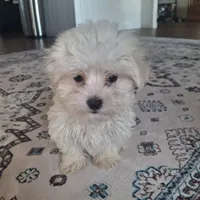 Toy B (Microchipped), a male Maltese for sale in Denver, CO – Photo 1 of 8