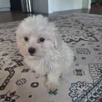 Toy B (Microchipped), a male Maltese for sale in Denver, CO – Photo 6 of 8