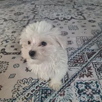 Toy B (Microchipped), a male Maltese for sale in Denver, CO – Photo 4 of 8