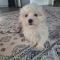 Toy B (Microchipped), a male Maltese for sale in Denver, CO – Photo 3 of 8