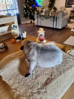 Pug Mr. Buffy, a male Pug for sale in Denver, CO – Photo 4 of 5