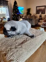 Pug Mr. Buffy, a male Pug for sale in Denver, CO – Photo 1 of 5