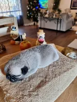 Pug Mr. Buffy, a male Pug for sale in Denver, CO – Photo 2 of 5