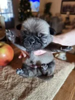 Pug Mr. Buffy, a male Pug for sale in Denver, CO – Photo 3 of 5