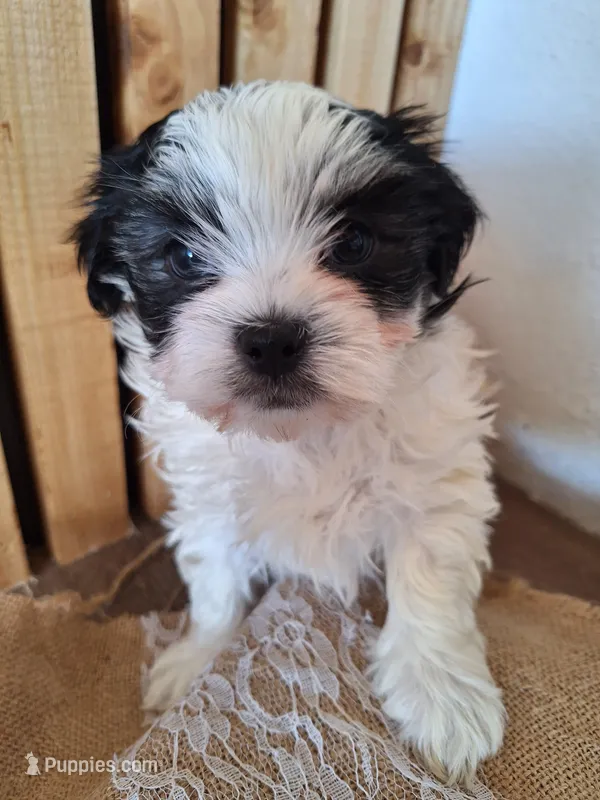 Malshi 3 (microchipped), a male Maltese and Shih Tzu for sale in Denver, CO – Photo 1 of 5
