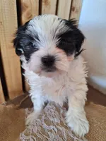 Malshi 3 (microchipped), a male Maltese and Shih Tzu for sale in Denver, CO – Photo 1 of 5