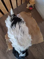 Malshi 3 (microchipped), a male Maltese and Shih Tzu for sale in Denver, CO – Photo 3 of 5