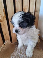 Malshi 3 (microchipped), a male Maltese and Shih Tzu for sale in Denver, CO – Photo 2 of 5