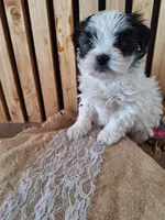 Malshi 3 (microchipped), a male Maltese and Shih Tzu for sale in Denver, CO – Photo 5 of 5