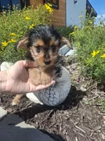 Yorkie (microchipped), a male Yorkshire Terrier for sale in Denver, CO – 6 of 7