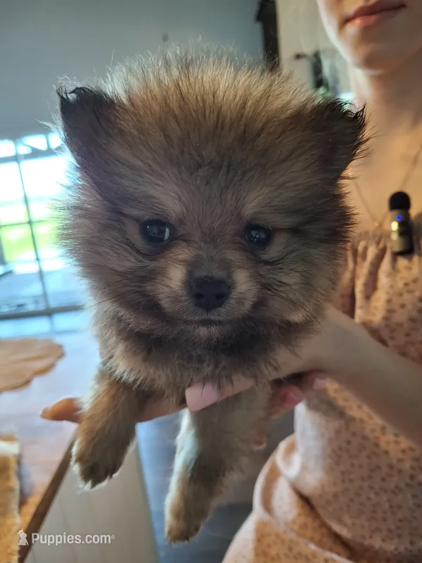 Tiny Toy (Pomeranian) – Pomeranian puppy for sale in Denver, CO