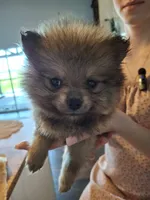 Tiny Toy (Pomeranian), a male Pomeranian for sale in Denver, CO – 1 of 8