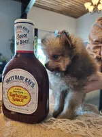 Tiny Toy (Pomeranian), a male Pomeranian for sale in Denver, CO – 6 of 8