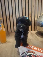 Morkie (Microchipped), a male Maltese and Yorkshire Terrier for sale in Denver, CO – 2 of 8