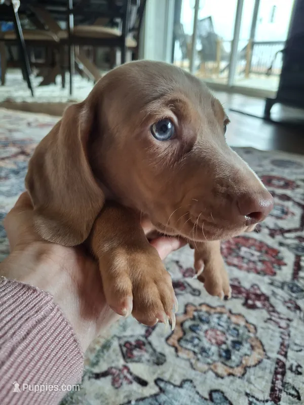 Mini Dapple (microchipped)