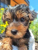 Toy Tea Cup (microchipped), a male Yorkshire Terrier for sale in Denver, CO – 7 of 9