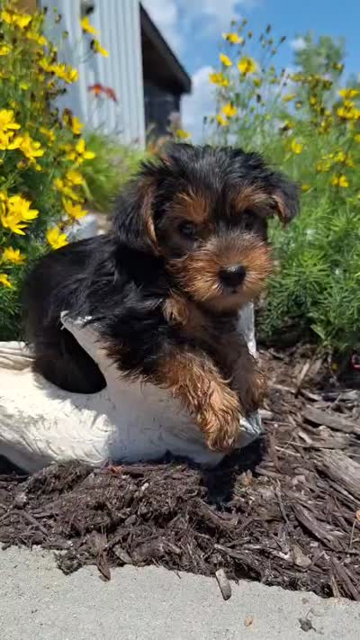 Toy Tea Cup (microchipped), a male Yorkshire Terrier for sale in Denver, CO – 2 of 9