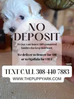 Toy Maltese (Chipped), a male Maltese for sale in Denver, CO – Photo 6 of 7