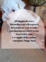 Toy Maltese (Chipped), a male Maltese for sale in Denver, CO – Photo 7 of 7
