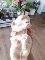 Toy Maltese (Chipped), a male Maltese for sale in Denver, CO – Photo 2 of 7