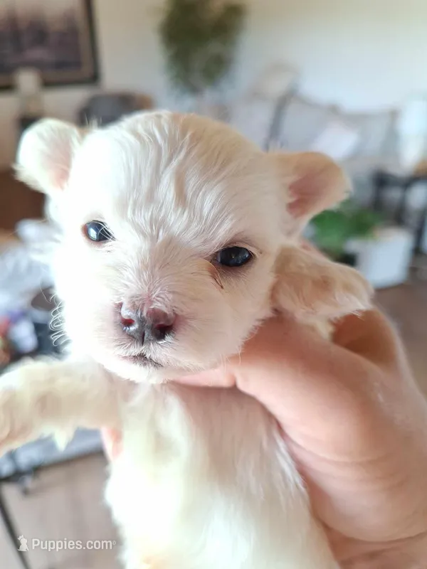 Toy Maltese (Chipped)