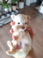 Toy Maltese (Chipped), a male Maltese for sale in Denver, CO – Photo 4 of 7