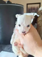 Toy Maltese (Chipped), a male Maltese for sale in Denver, CO – Photo 3 of 7