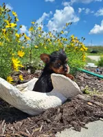 Tea Cup (microchipped), a female Yorkshire Terrier for sale in Denver, CO – 8 of 8