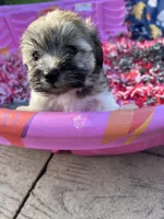 Toy Havashu , a female Havanese and Shih Tzu for sale in Denver, CO – 3 of 8