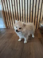 Teddy Bear (Microchipped), a male Pomeranian for sale in Denver, CO – 5 of 8