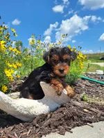 Toy Tea Cup (microchipped), a male Yorkshire Terrier for sale in Denver, CO – 5 of 9